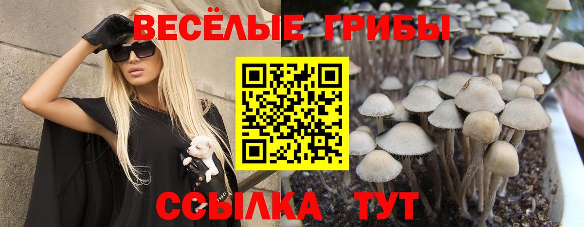Бузулук  Галлюциногенные грибы Magic Shrooms  что такое   Вход с VPN 